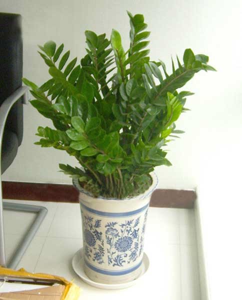 辦公室裝修--職能辦公室綠植擺放方案