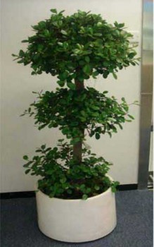 辦公室裝修大型綠植擺放 金錢榕(又名搖錢樹)