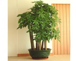 辦公室裝修大型綠植擺放 多頭發財王