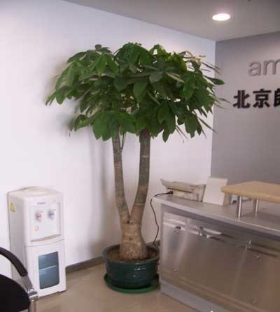 辦公室裝修--前廳區(qū)綠植擺放方案