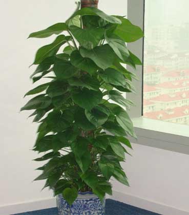 辦公室裝修--經(jīng)理辦公室綠植擺放方案