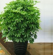 辦公室裝修大型綠植擺放 鴨掌木(鵝掌柴)