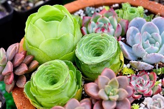 辦公室設(shè)計中盆栽風(fēng)水講究 辦公室中盆栽風(fēng)水忌諱