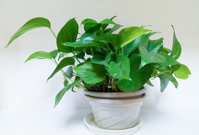 總經(jīng)理辦公室裝修放什么植物?