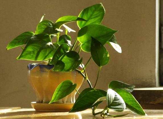 北京辦公室裝修后綠植擺放講究?